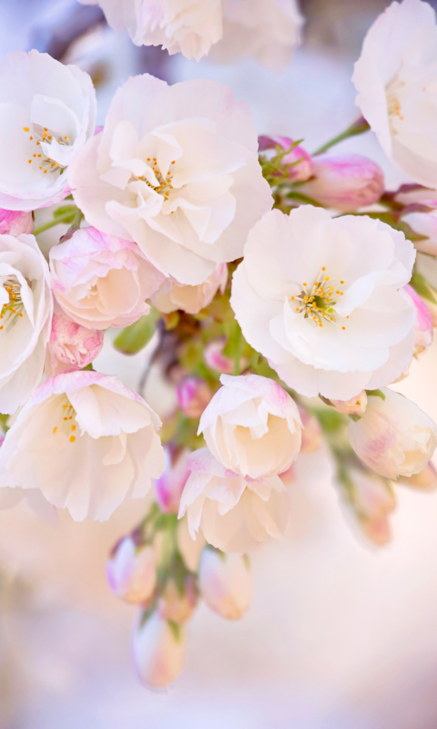 Das Cherry Blossom Branch Wallpaper 480x800