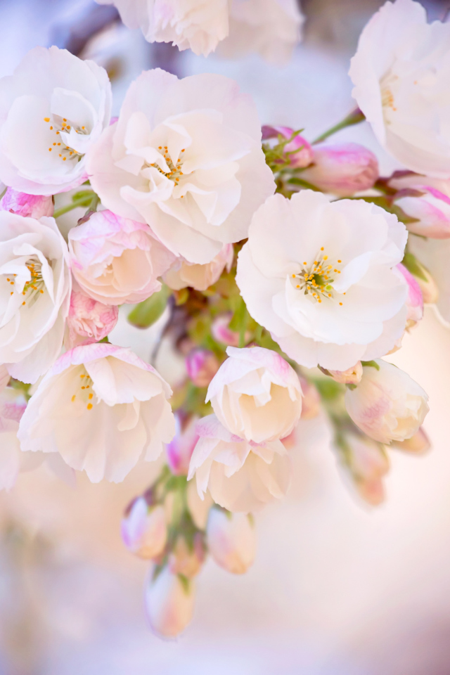 Cherry Blossom Branch screenshot #1 640x960