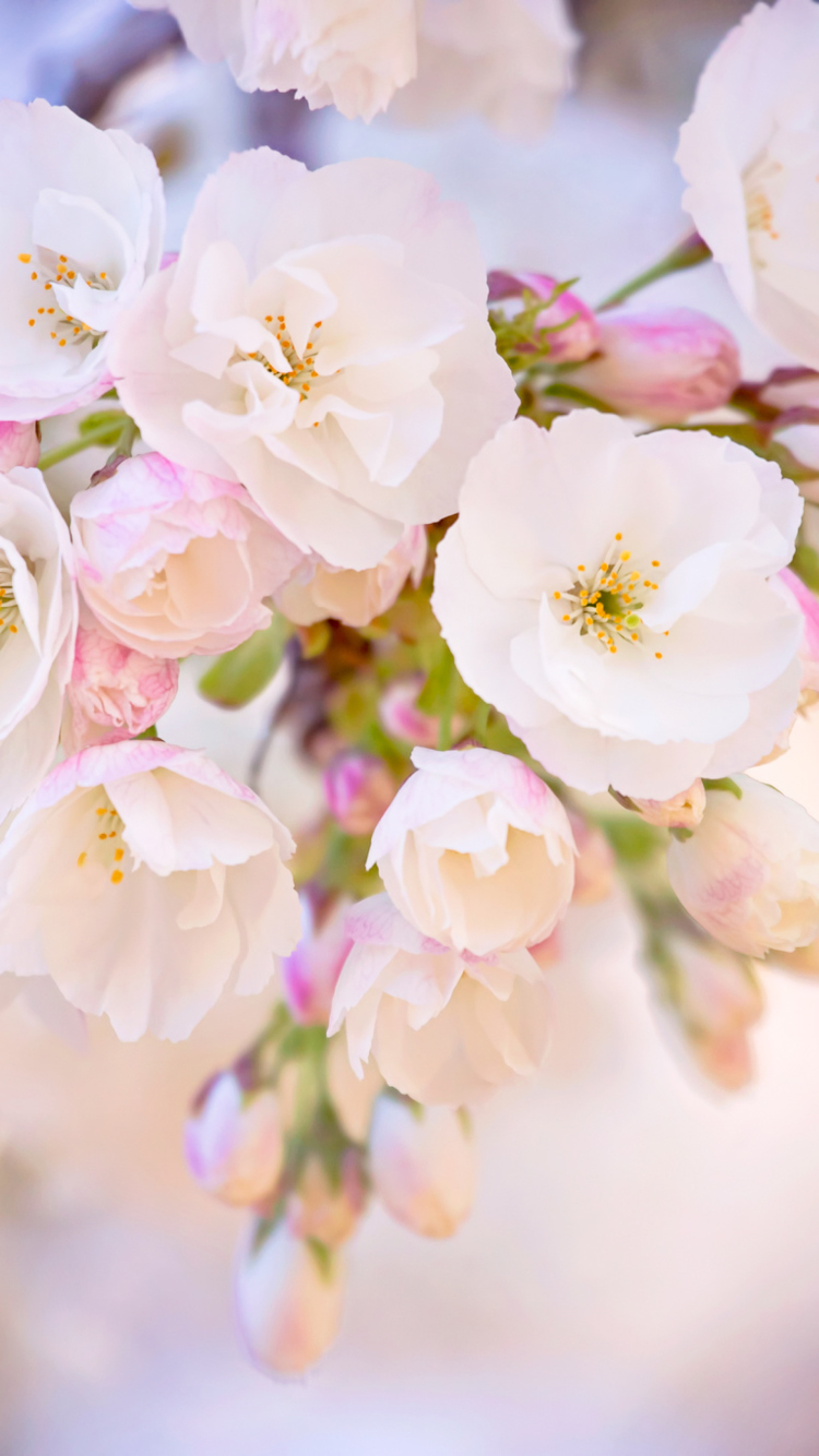 Das Cherry Blossom Branch Wallpaper 750x1334