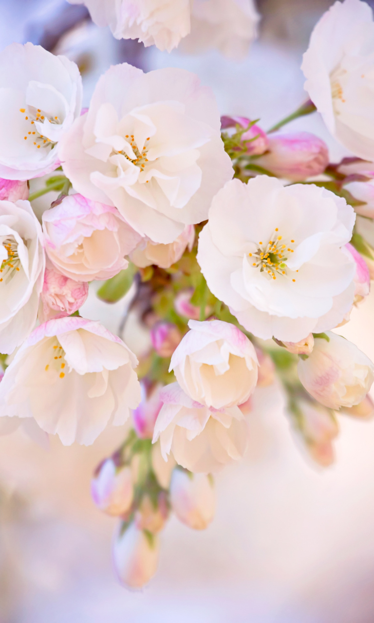 Fondo de pantalla Cherry Blossom Branch 768x1280