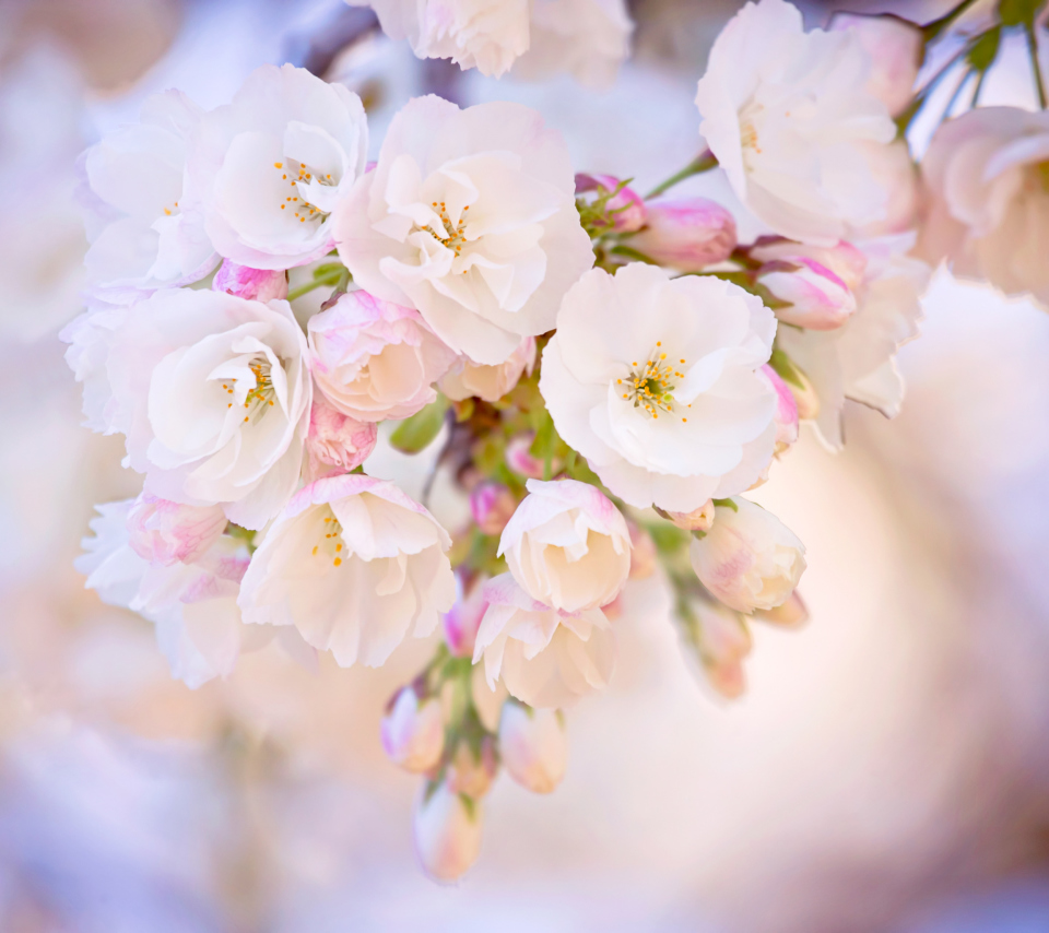 Fondo de pantalla Cherry Blossom Branch 960x854