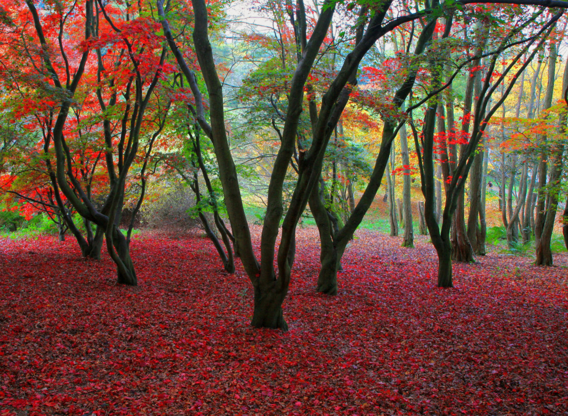 Magical Forest wallpaper 1920x1408