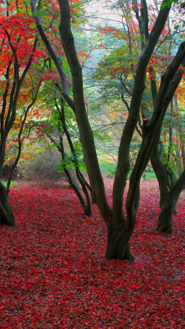 Magical Forest wallpaper 640x1136