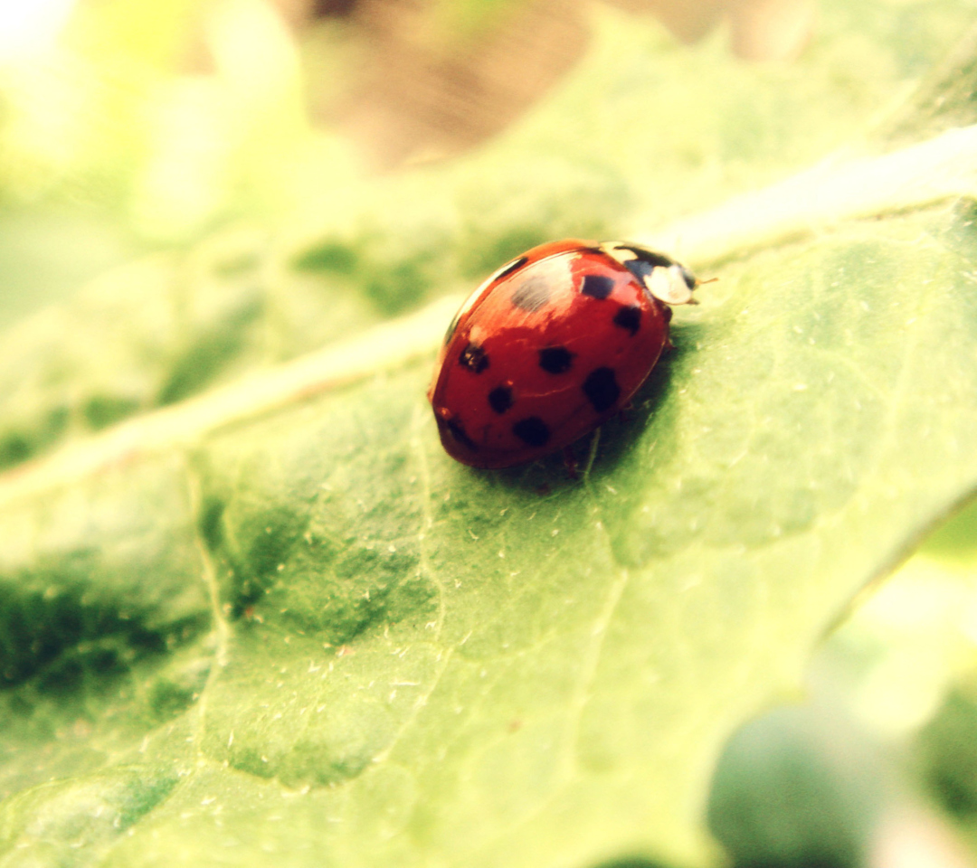 Fondo de pantalla Ladybug On Green Leaf 1080x960