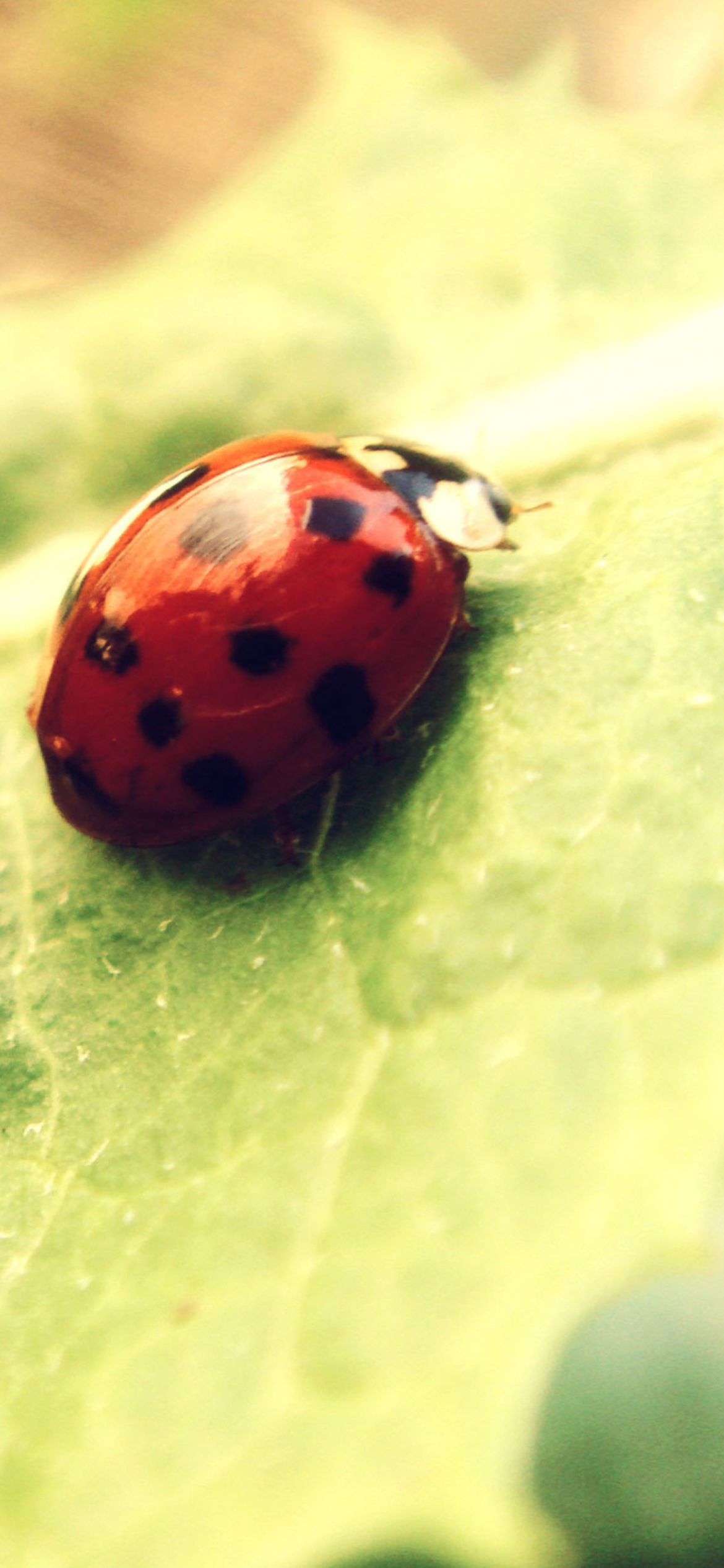 Ladybug On Green Leaf screenshot #1 1170x2532