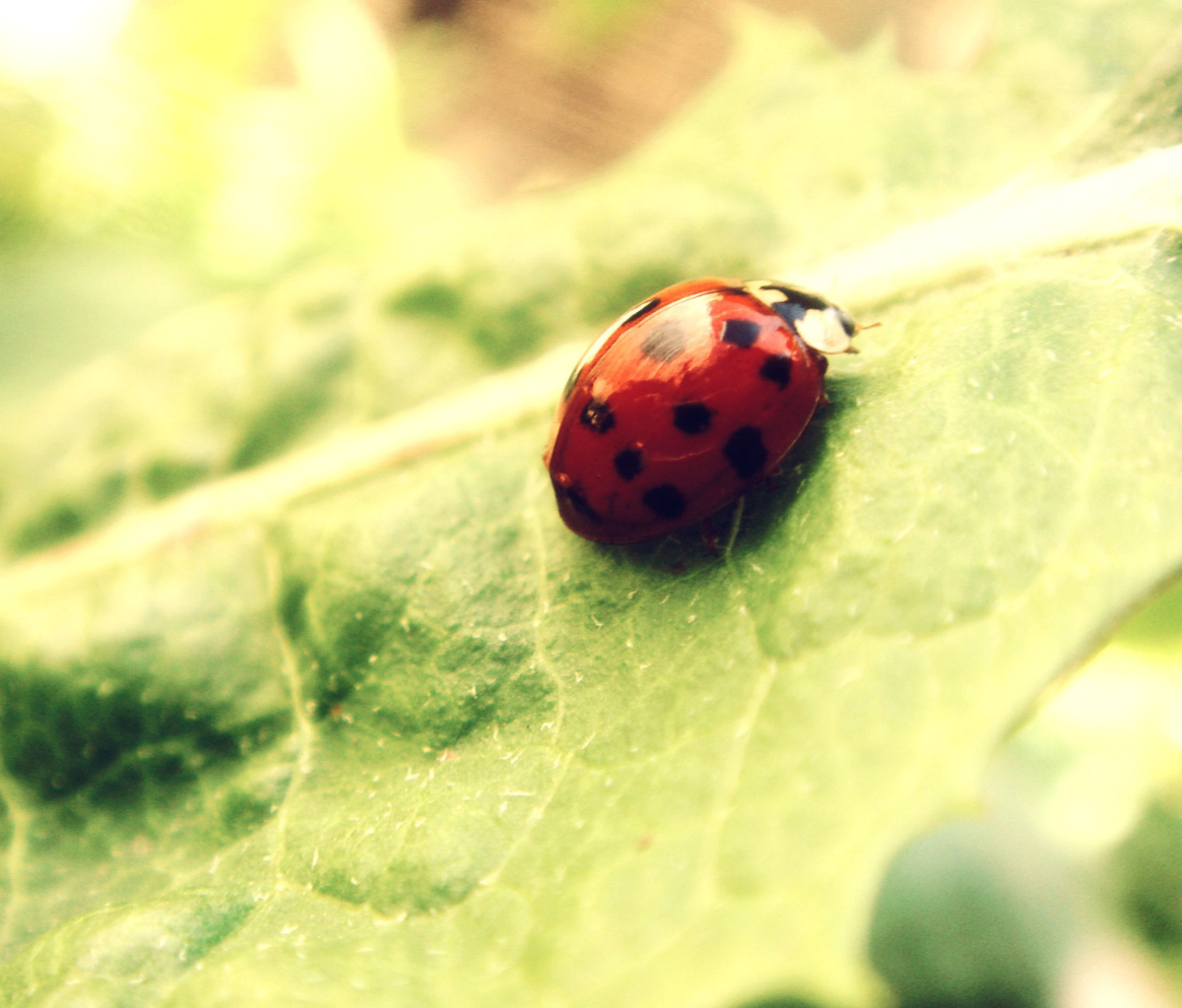 Das Ladybug On Green Leaf Wallpaper 1200x1024