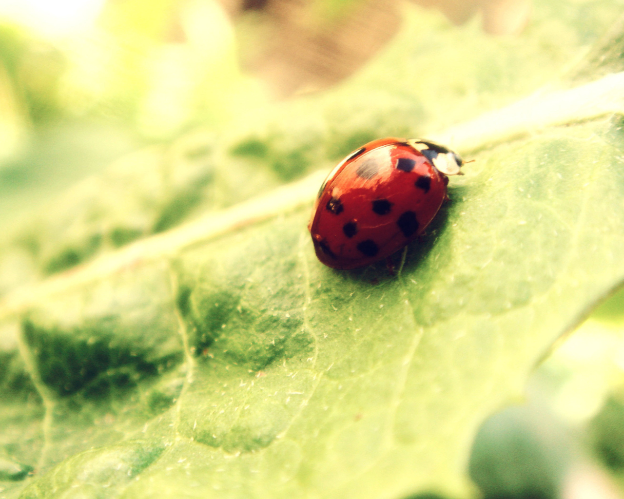 Das Ladybug On Green Leaf Wallpaper 1280x1024