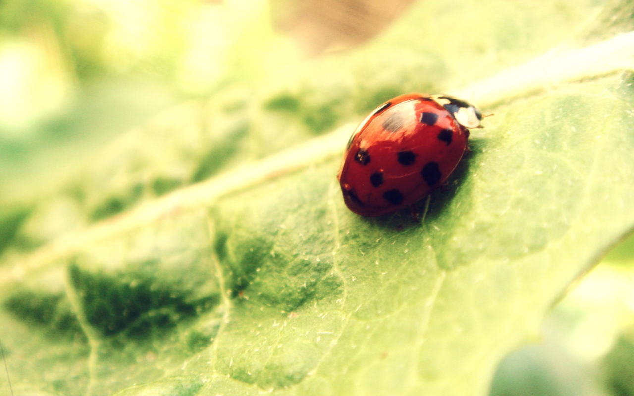 Fondo de pantalla Ladybug On Green Leaf 1280x800