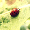 Обои Ladybug On Green Leaf 128x128