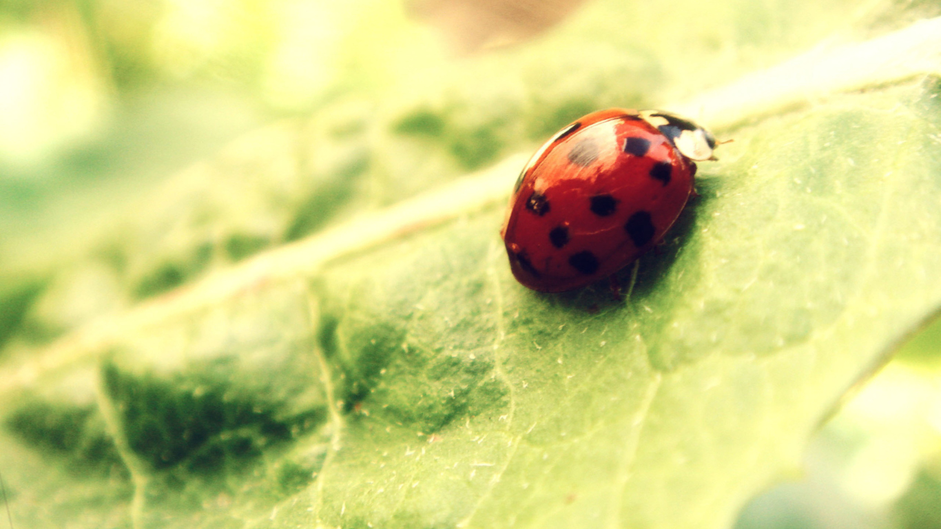 Fondo de pantalla Ladybug On Green Leaf 1366x768