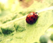 Fondo de pantalla Ladybug On Green Leaf 176x144