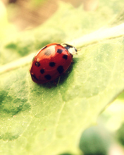 Обои Ladybug On Green Leaf 176x220