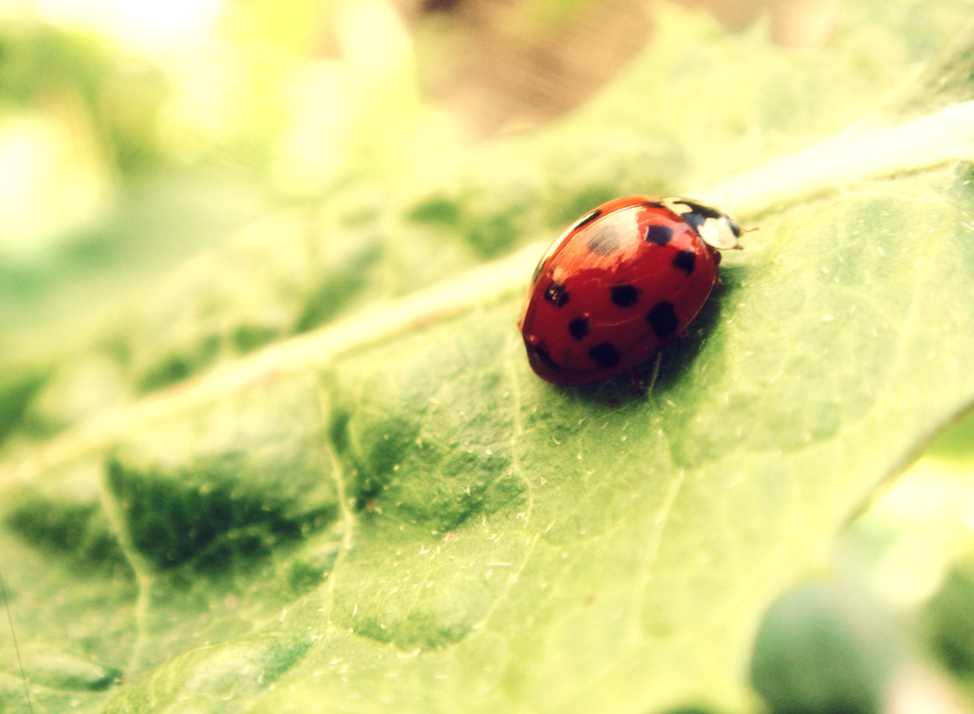 Обои Ladybug On Green Leaf 1920x1408