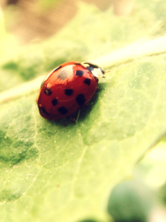 Ladybug On Green Leaf screenshot #1 240x320
