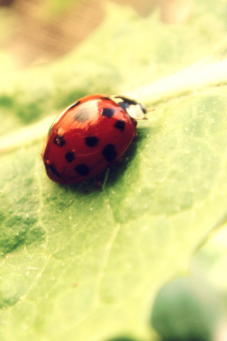 Sfondi Ladybug On Green Leaf 320x480