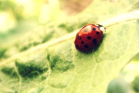 Обои Ladybug On Green Leaf 480x320