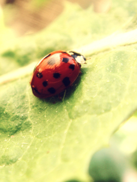 Обои Ladybug On Green Leaf 480x640