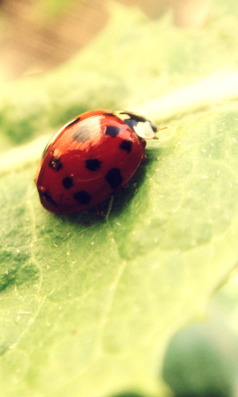 Fondo de pantalla Ladybug On Green Leaf 480x800