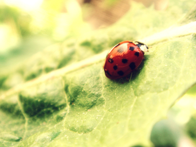 Das Ladybug On Green Leaf Wallpaper 640x480