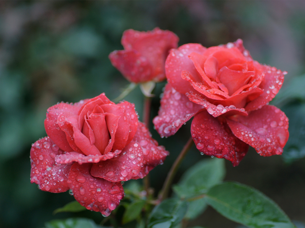 Sfondi Dew Drops On Beautiful Red Roses 1024x768