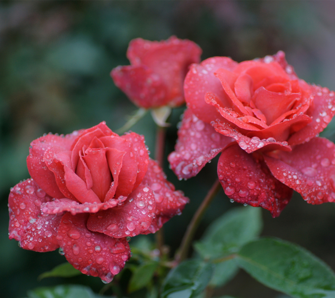 Обои Dew Drops On Beautiful Red Roses 1080x960