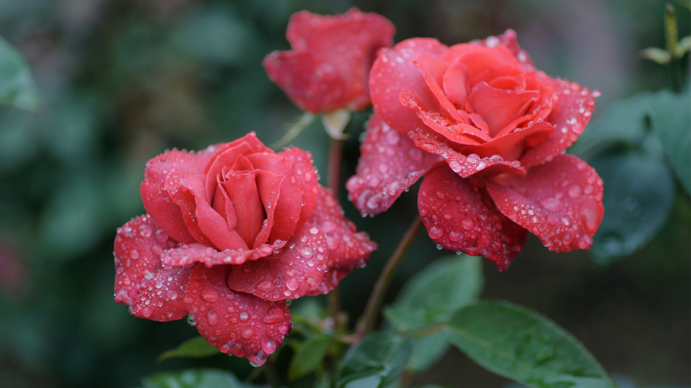 Fondo de pantalla Dew Drops On Beautiful Red Roses 1366x768