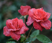 Sfondi Dew Drops On Beautiful Red Roses 176x144