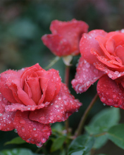 Sfondi Dew Drops On Beautiful Red Roses 176x220
