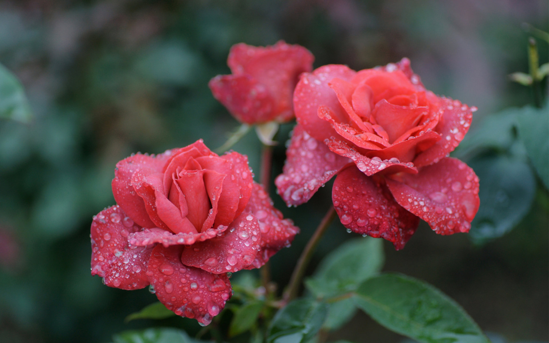 Sfondi Dew Drops On Beautiful Red Roses 1920x1200
