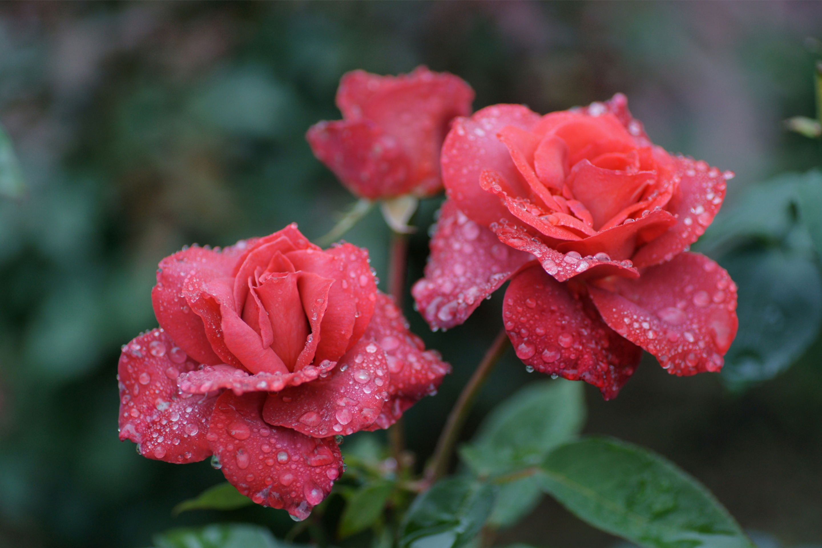 Sfondi Dew Drops On Beautiful Red Roses 2880x1920
