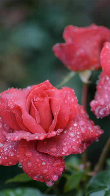 Sfondi Dew Drops On Beautiful Red Roses 360x640