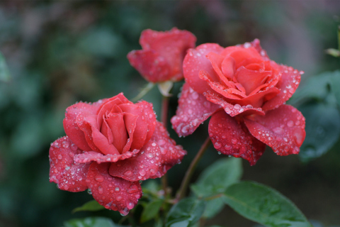 Sfondi Dew Drops On Beautiful Red Roses 480x320