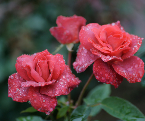 Обои Dew Drops On Beautiful Red Roses 480x400