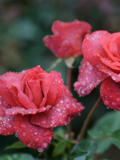 Dew Drops On Beautiful Red Roses wallpaper 480x640