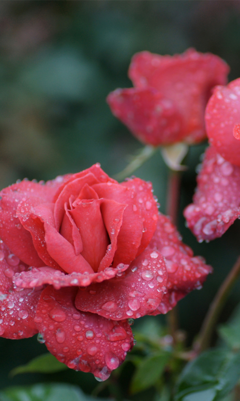 Dew Drops On Beautiful Red Roses wallpaper 480x800