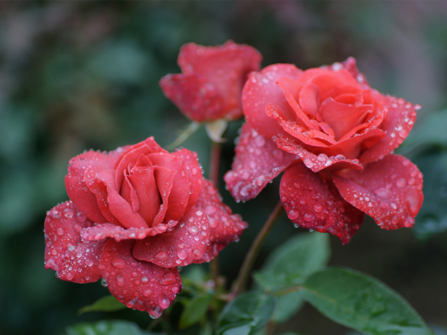 Обои Dew Drops On Beautiful Red Roses 640x480