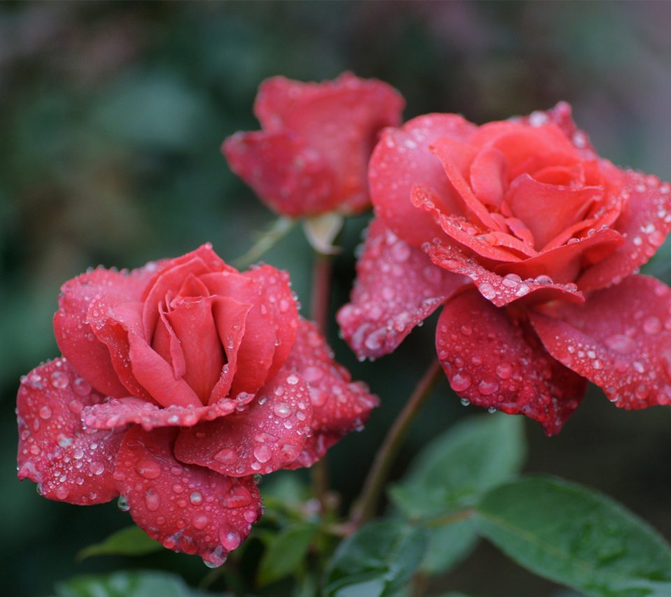 Dew Drops On Beautiful Red Roses wallpaper 960x854