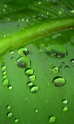 Green Drops wallpaper 240x400