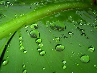 Green Drops wallpaper 320x240