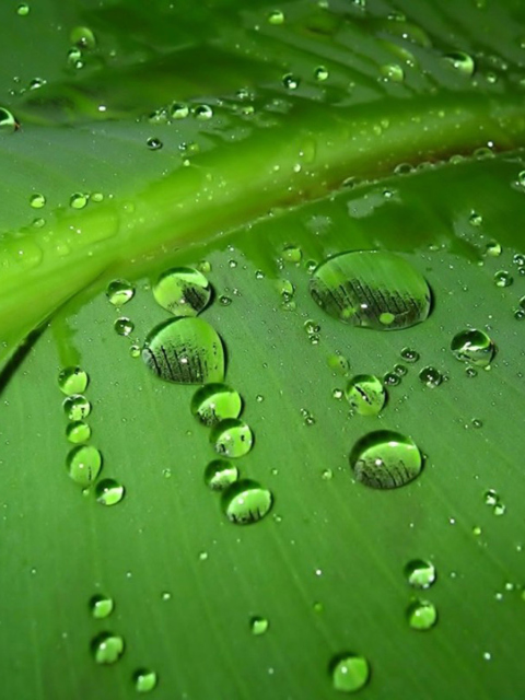 Green Drops wallpaper 480x640
