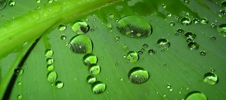 Green Drops wallpaper 720x320