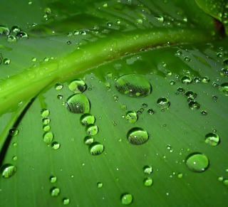 Kostenloses Green Drops Wallpaper für Nokia 6100