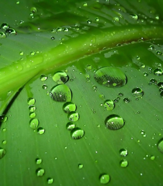 Green Drops sfondi gratuiti per Nokia Lumia 928