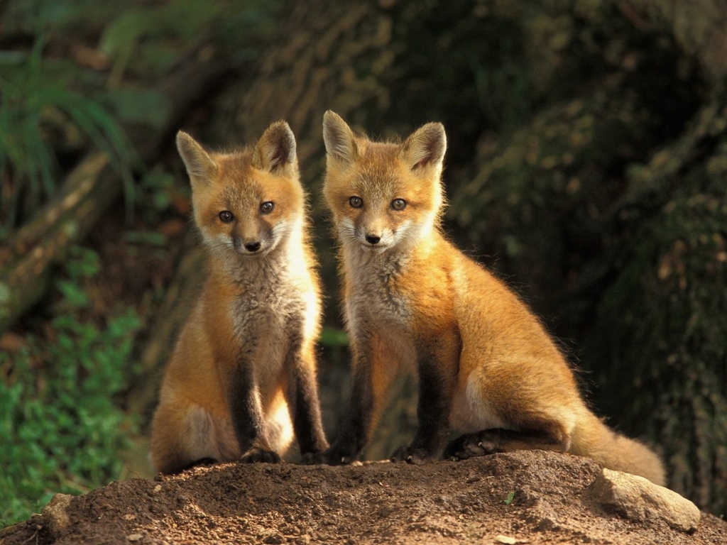 Baby Foxes wallpaper 1024x768