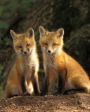 Обои Baby Foxes 128x160