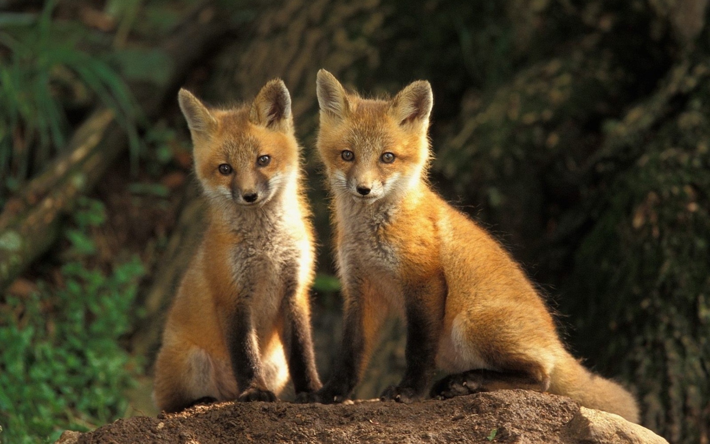 Sfondi Baby Foxes 1440x900