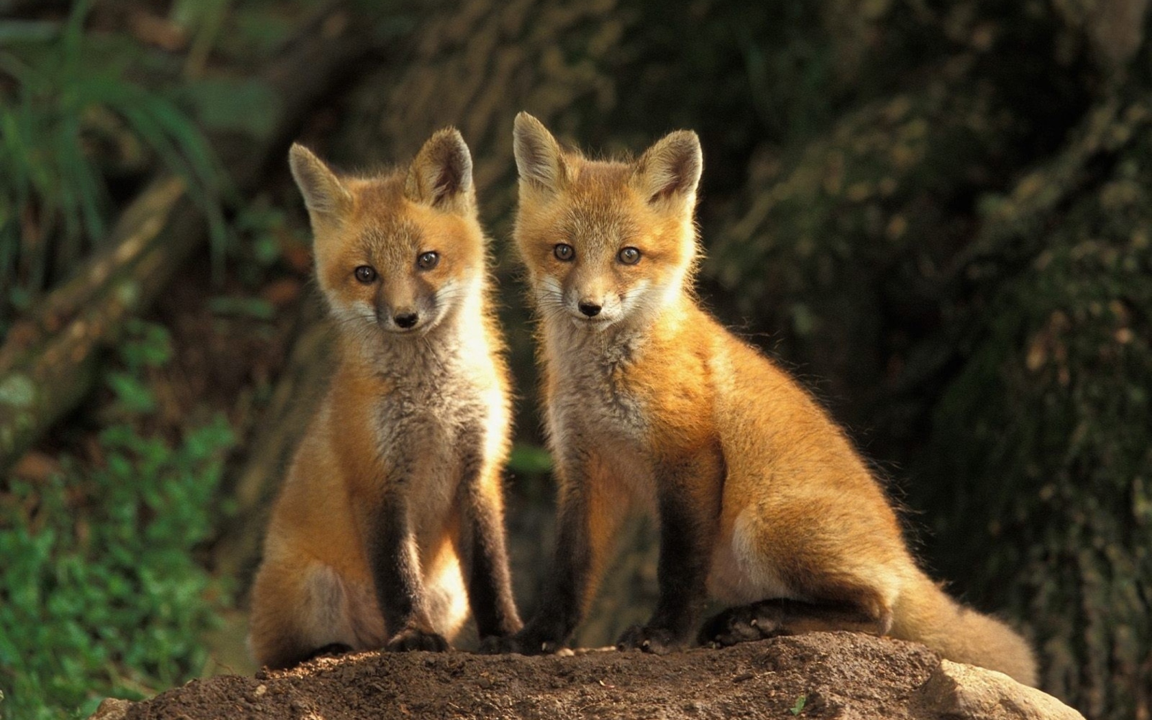 Обои Baby Foxes 1680x1050