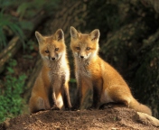 Das Baby Foxes Wallpaper 176x144