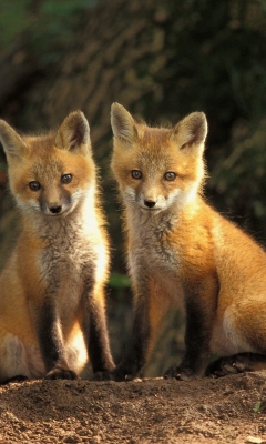 Baby Foxes wallpaper 240x400