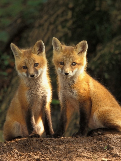 Baby Foxes wallpaper 480x640